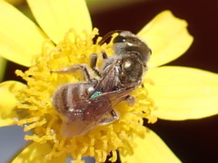 Halictus concinnus