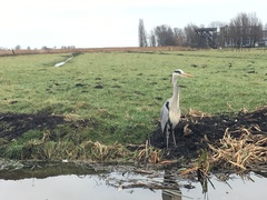 Ardea cinerea