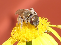 Halictus concinnus
