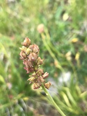 Tofieldia calyculata