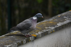 Columba palumbus