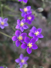 Spergularia purpurea