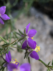 Spergularia purpurea