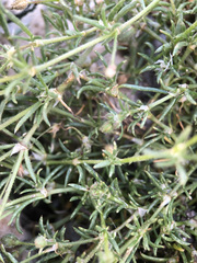 Spergularia purpurea