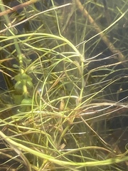Isolepis fluitans