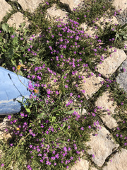 Spergularia purpurea