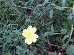 Oenothera triloba