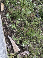 Buglossoides arvensis