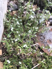 Buglossoides arvensis