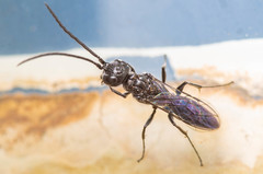 Dolichurus