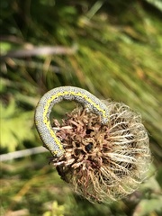 Lycia alpina