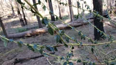Ceanothus parvifolius