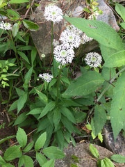 Marshallia trinervia