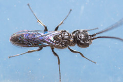 Dolichurus