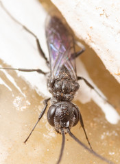 Dolichurus