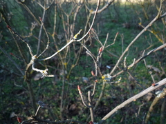 Rhododendron molle