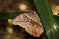 Eryphanis automedon amphimedon
