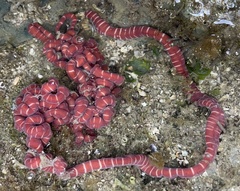 Baseodiscus mexicanus