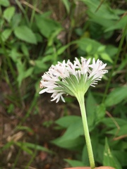 Marshallia trinervia