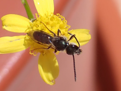 Lasioglossum collopiense