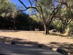 Sideroxylon occidentale