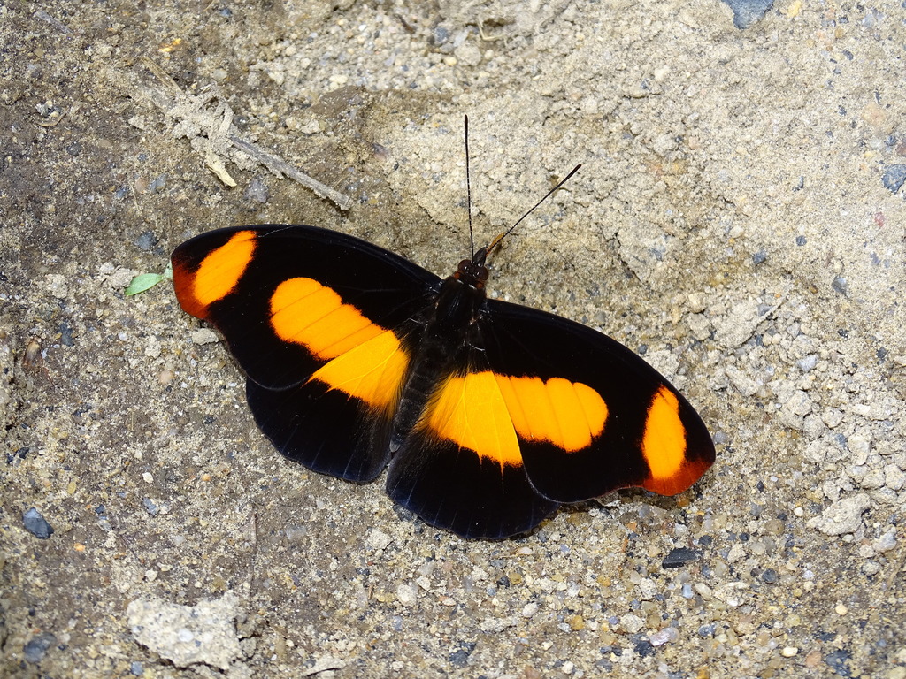 Catonephele sabrina