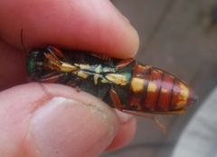 Buprestis rufipes