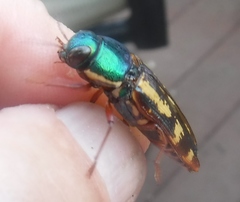 Buprestis rufipes