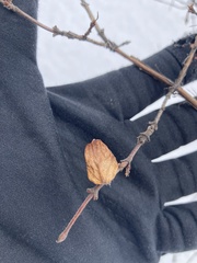 Lonicera villosa
