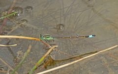 Ischnura saharensis