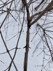 Lonicera villosa