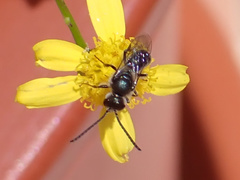 Lasioglossum collopiense