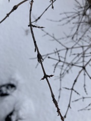 Lonicera villosa
