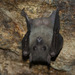 עטלף פירות מצוי - Photo (c) Rudy Algera,  זכויות יוצרים חלקיות (CC BY), uploaded by MgeniNL