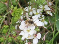 Eucera nigrilabris