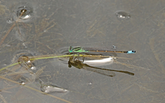 Ischnura saharensis