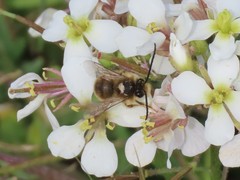 Eucera
