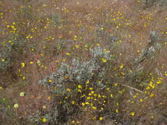 Eriogonum prattenianum