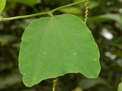 Passiflora micropetala