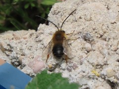 Eucera