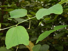 Passiflora micropetala