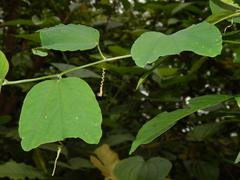 Passiflora micropetala