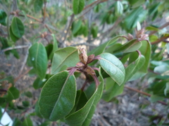 Rhododendron amesiae