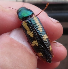 Buprestis rufipes