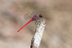 Orthemis schmidti