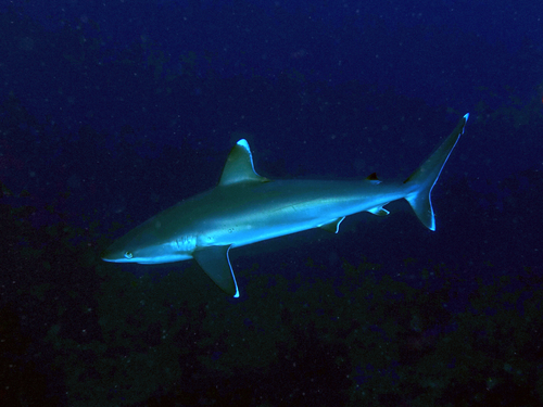 Silvertip shark