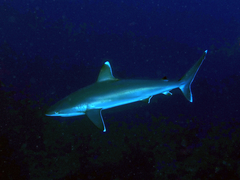 Carcharhinus albimarginatus