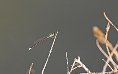 Ischnura saharensis