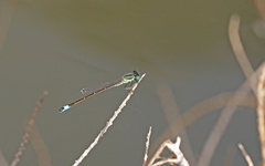 Ischnura saharensis
