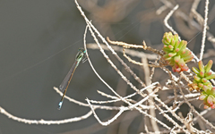 Ischnura saharensis